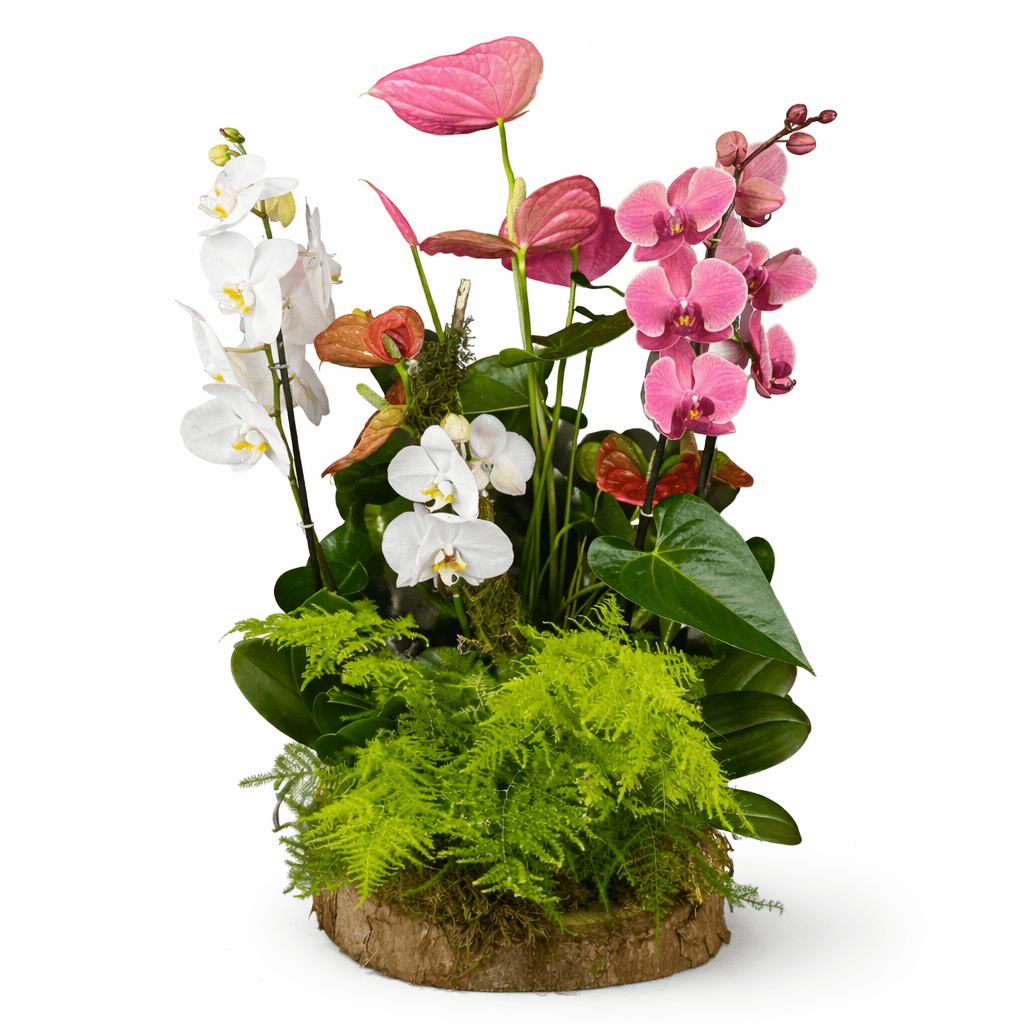 Centro de Orquídeas Blancas y Rosadas