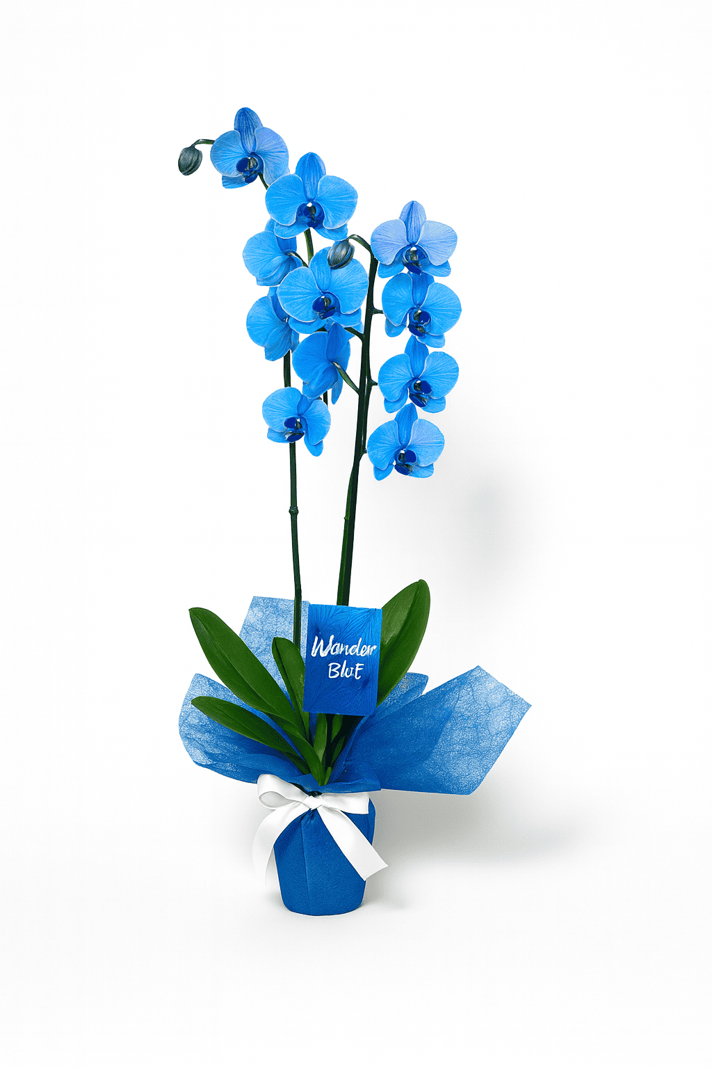 Orquídea Azul